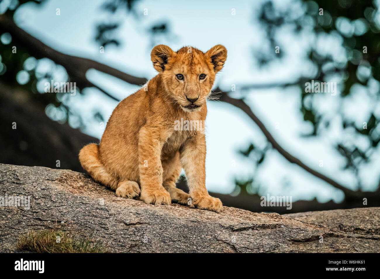 Lion (Panthera leo) est assise sur la roche par arbre, Serengeti, Tanzanie Banque D'Images