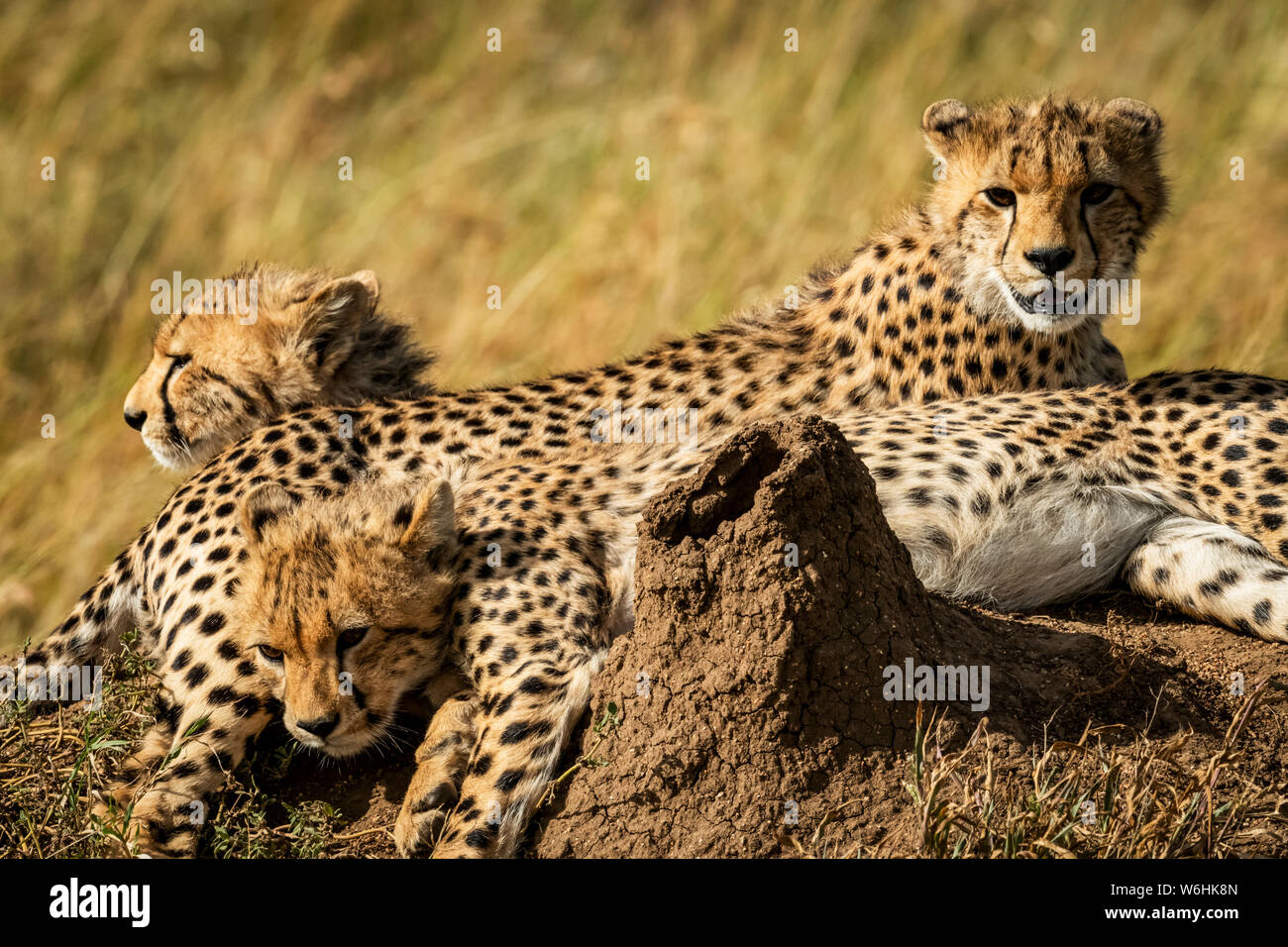 Close-up de Guépard (Acinonyx jubatus) près de termitière, Serengeti, Tanzanie ; Banque D'Images