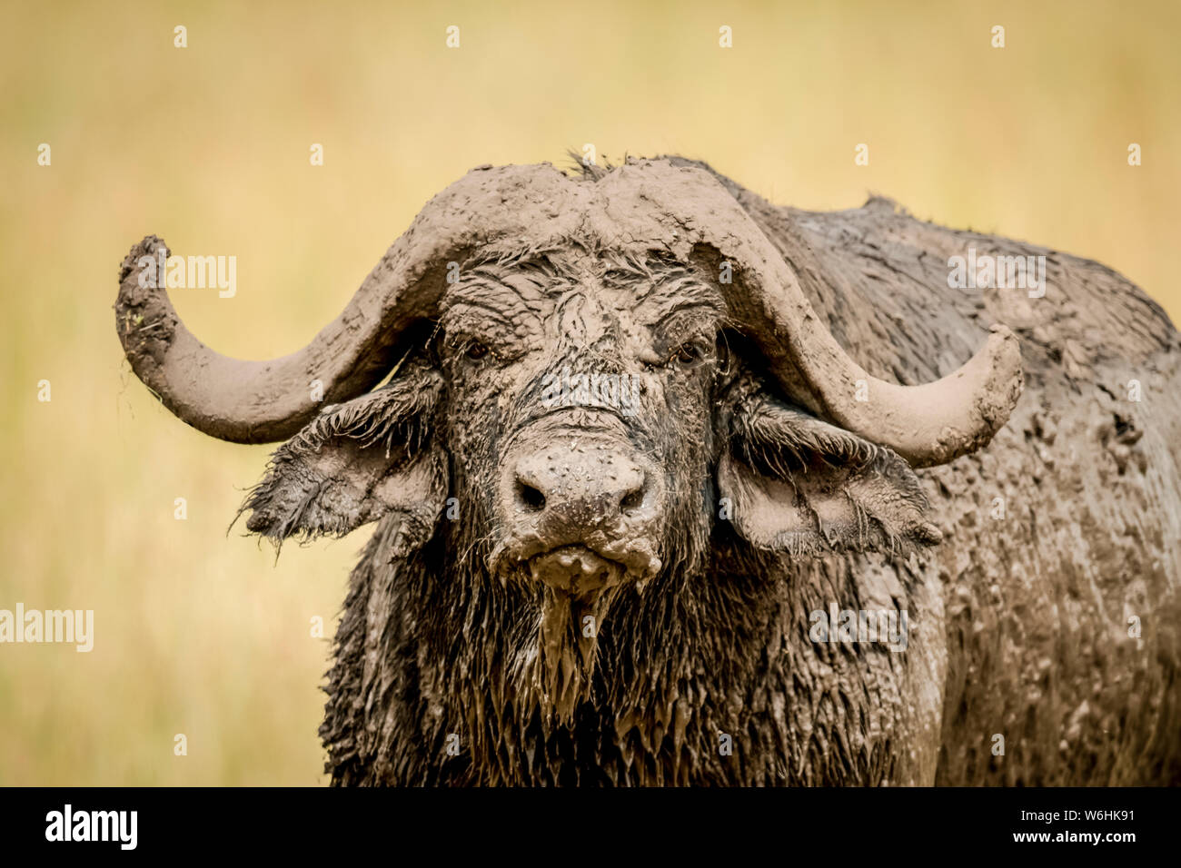 Close-up de buffle (Syncerus caffer) tête et cornes couvert de boue, Serengeti, Tanzanie Banque D'Images