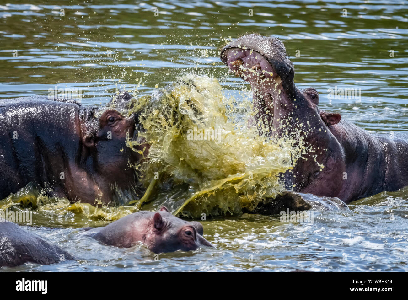 Close-up d'hippo (Hippopotamus amphibius) projections d'un autre dans l'eau, Serengeti, Tanzanie Banque D'Images