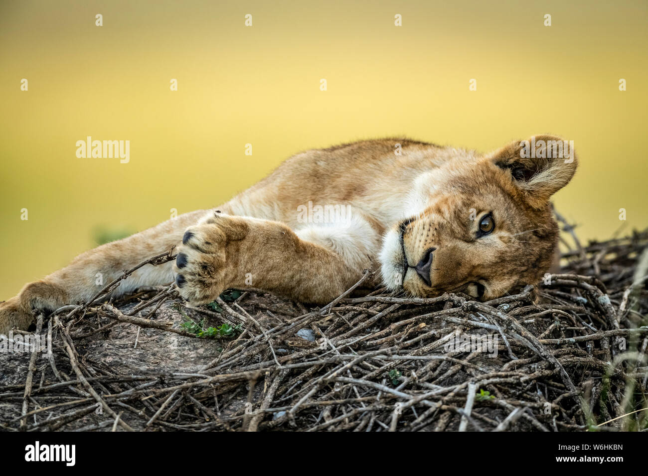 Close-up of lion (Panthera leo) reposant sur des rameaux, Serengeti, Tanzanie Banque D'Images