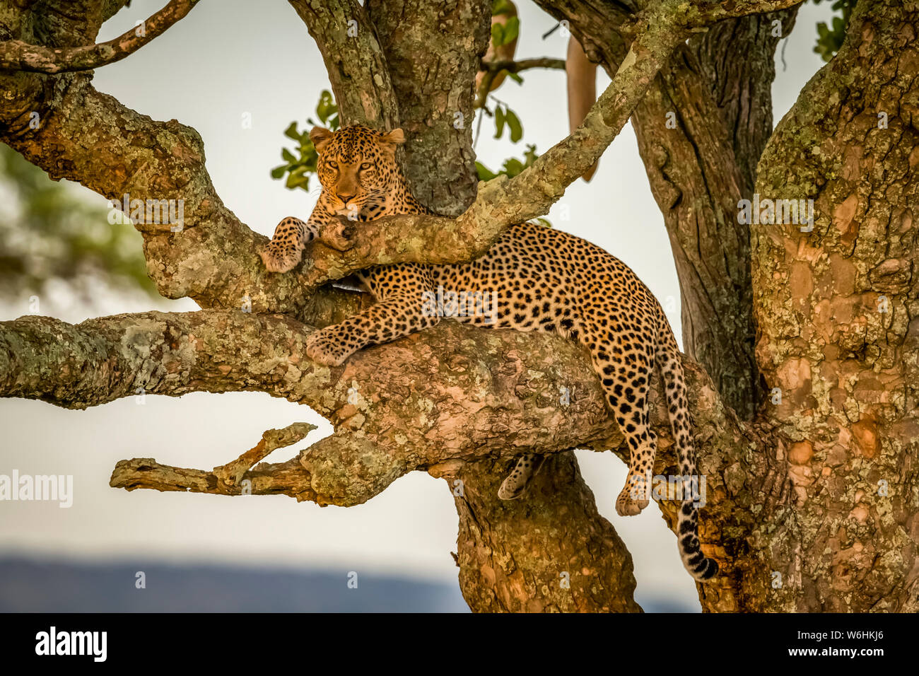Homme leopard (Panthera pardus) est assis dans les branches lorgne caméra, Serengeti, Tanzanie Banque D'Images