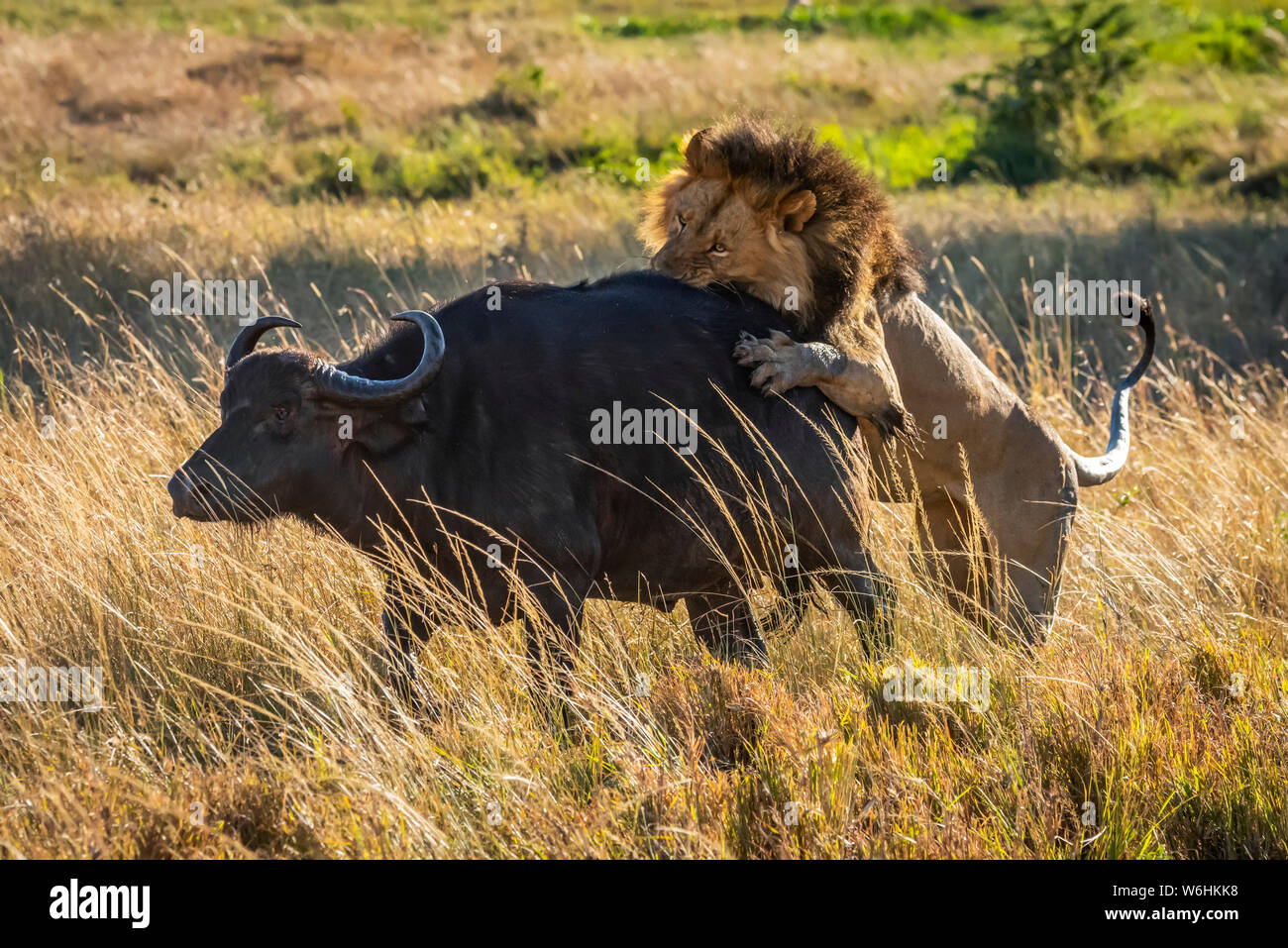 Male lion (Panthera leo) attaque buffle (Syncerus caffer) de derrière, Serengeti, Tanzanie Banque D'Images
