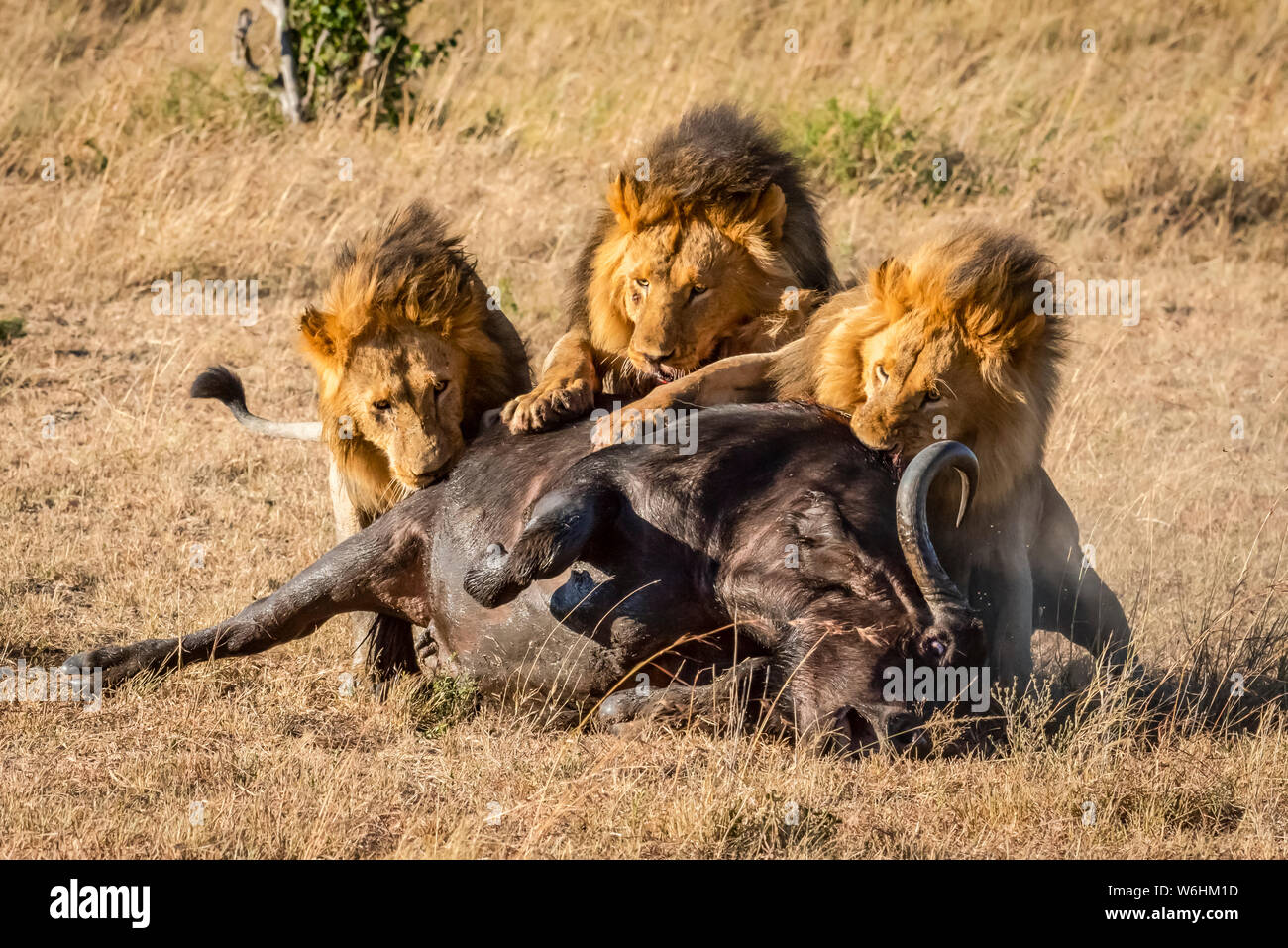 Trois hommes lions (Panthera leo) se nourrissent de dead buffalo (Syncerus caffer), Serengeti, Tanzanie Banque D'Images