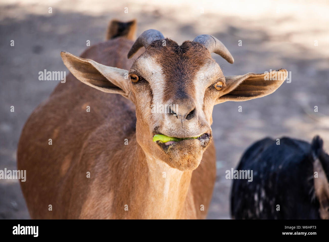 Manger quelque chose de chèvre en vert c'est la bouche, Harar, Éthiopie, région Harari Banque D'Images