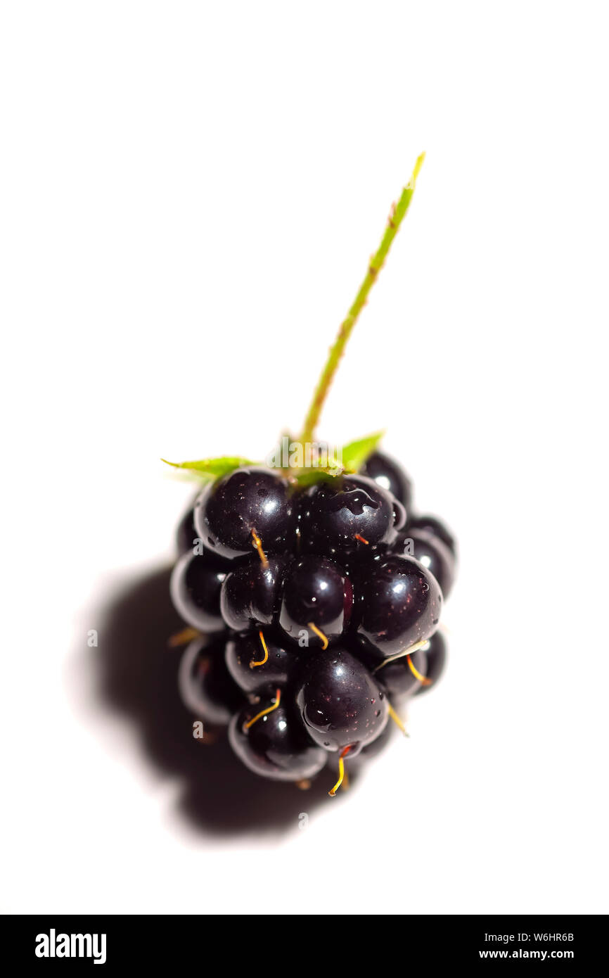 Blackberry avec tige sur fond blanc Banque D'Images