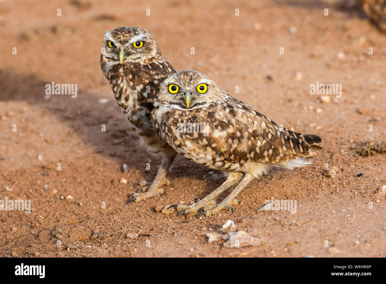 Deux Chevêches des terriers (Athene cunicularia), perché côte à côte près de l'entrée de leur terrier ; Casa Grande, Arizona, États-Unis d'Amérique Banque D'Images