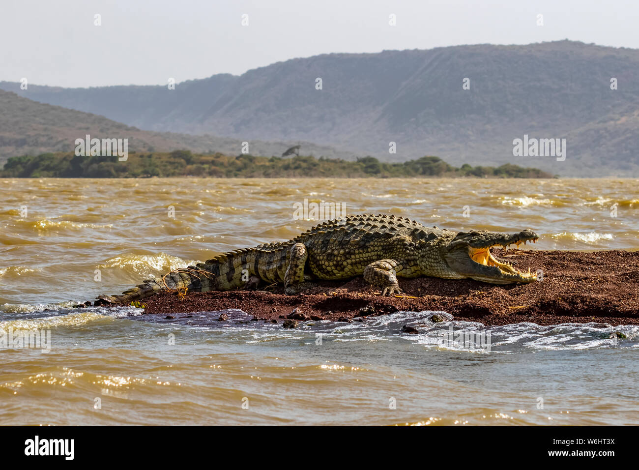 Le crocodile du Nil (Crocodylus niloticus) dans le Lac Chamo, le Parc National de Nechisar ; l'Ethiopie Banque D'Images