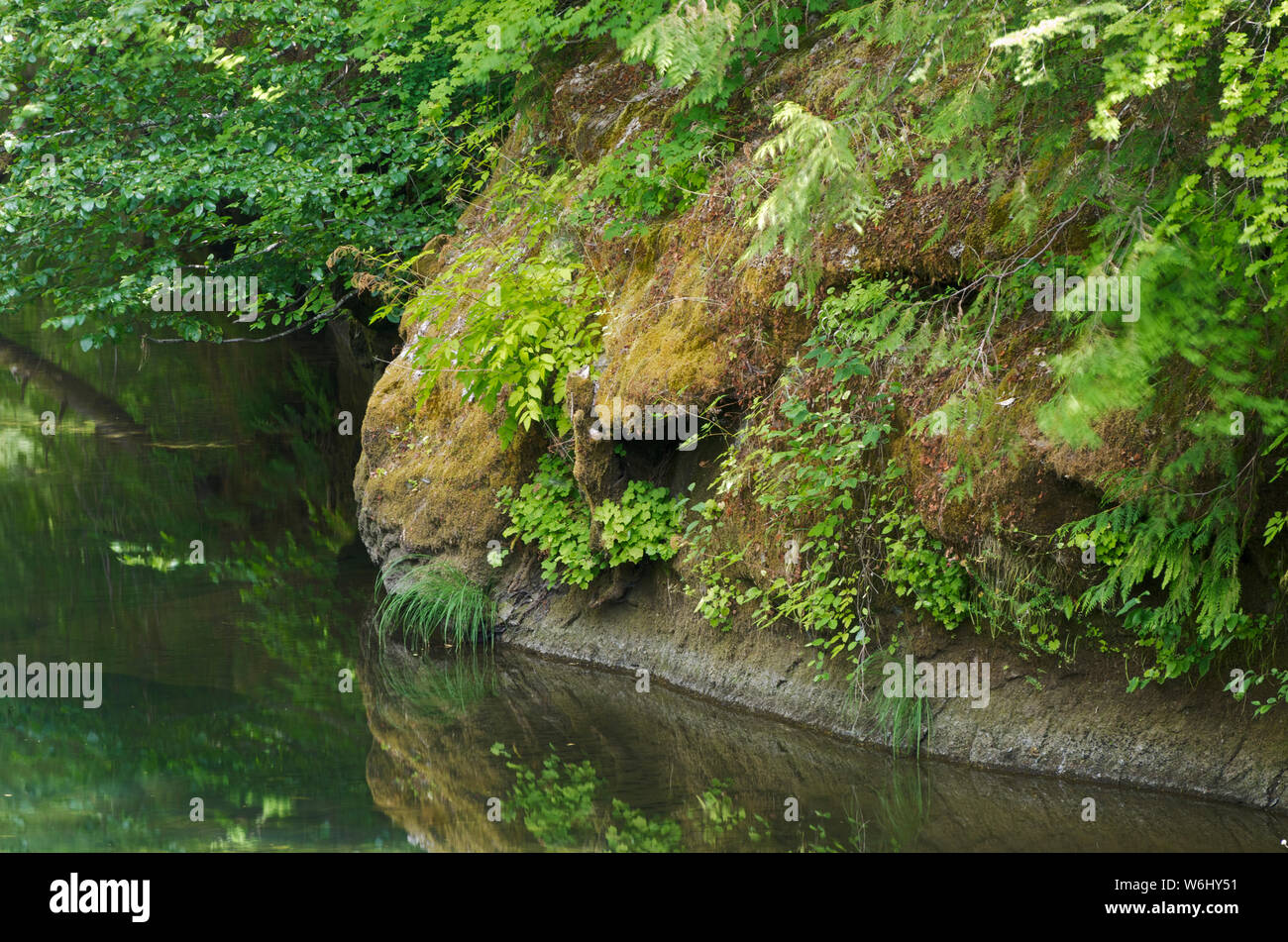 Ou : Le comté de Douglas, Cascades, l'Umpqua River. Réflexions de l'eau dans le sud de la rivière Umpqua, dans une ligne de section encore bordé de falaises Banque D'Images