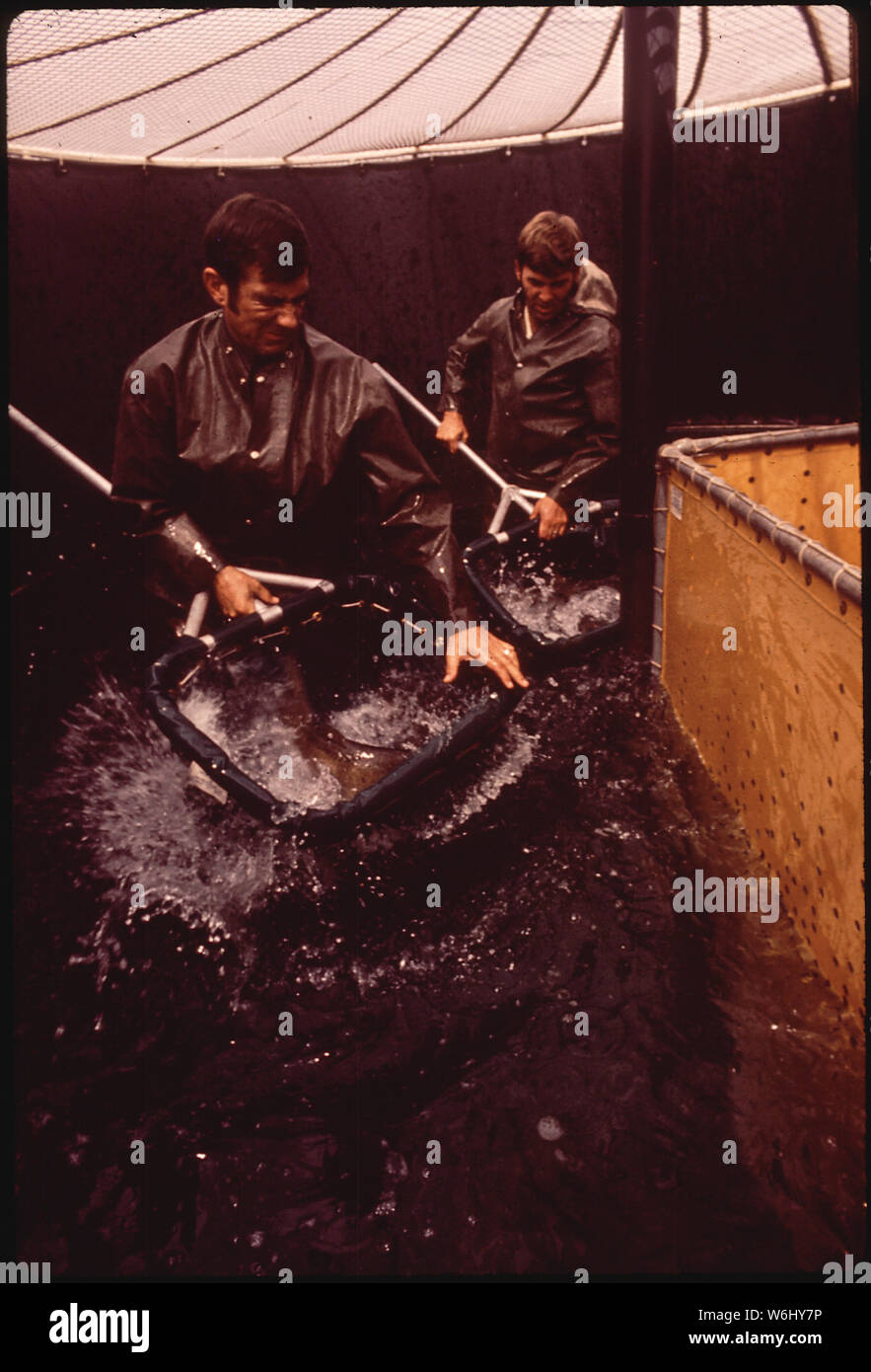 JERRY ET BOUCK DON STEVENS DANS LA STATION DE RECHERCHE SUR LA POLLUTION ET SURSATURATION, PARTIE DE LA NATIONAL ENVIRONMENTAL RESEARCH CENTER DE CORVALLIS. Ils vérifient le SAUMON QUINNAT MASCULINS ET FÉMININS POUR LES ŒUFS ET LE SPERME Banque D'Images