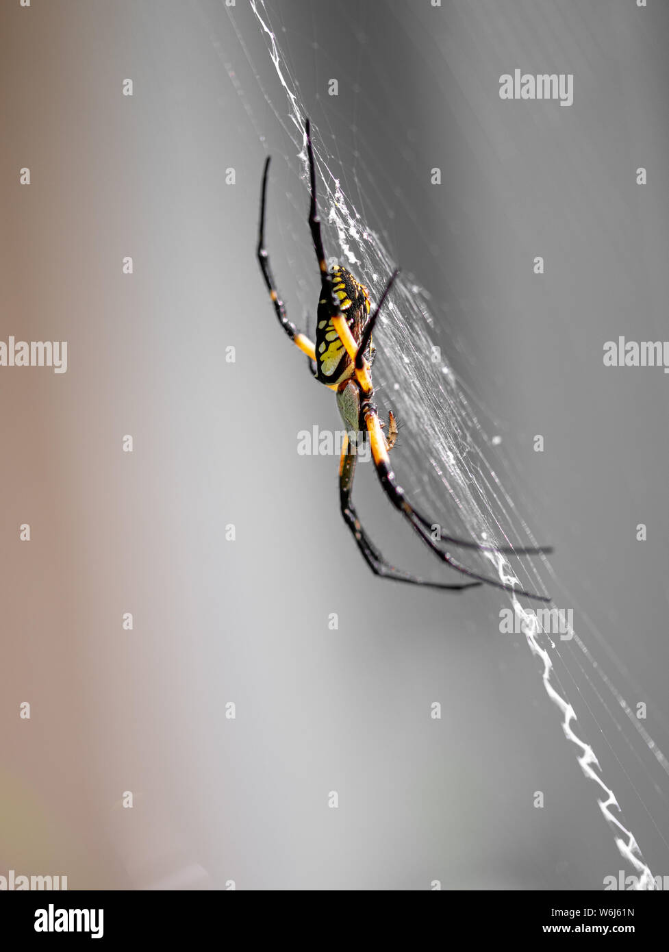 Un orb weaver spider jaune banane dans un jardin Banque D'Images