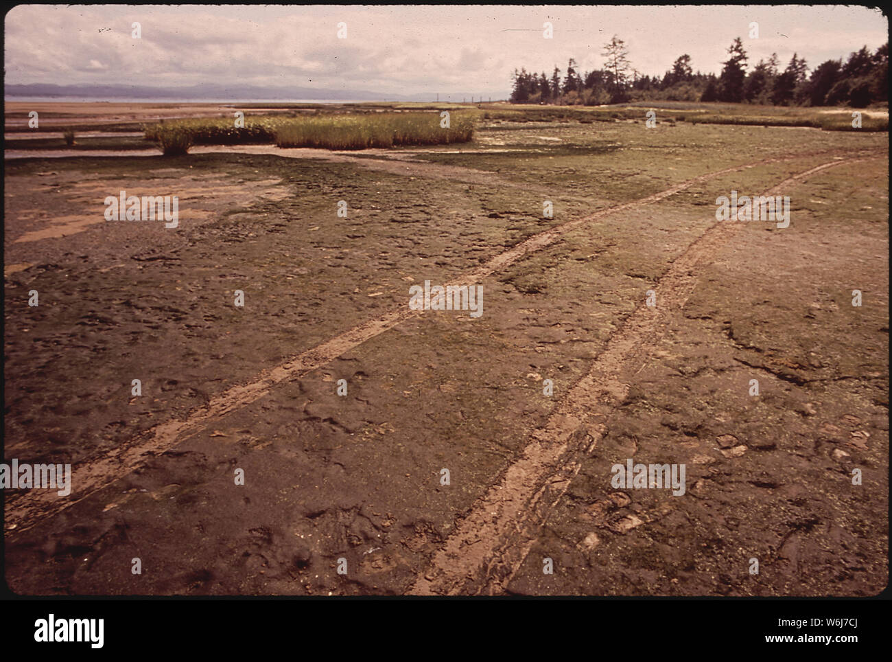 Marée basse sur Willapa Bay. Pneus d'AUTOMOBILE laissent des traces PARTOUT DANS LA RÉGION Banque D'Images