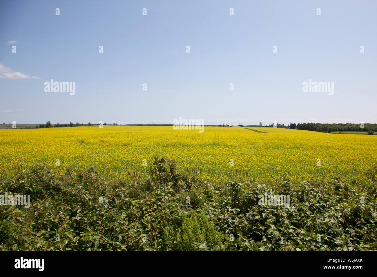Récolte jaune le long des routes dans les régions rurales de l'Île du Prince-Édouard Banque D'Images