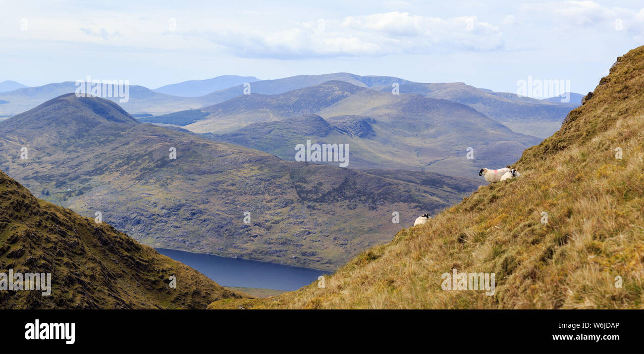 Vue panoramique de moutons paissant sur les pentes du Mullaghanattin montagne sur la péninsule Iveragh dans le comté de Kerry, Irlande. Banque D'Images