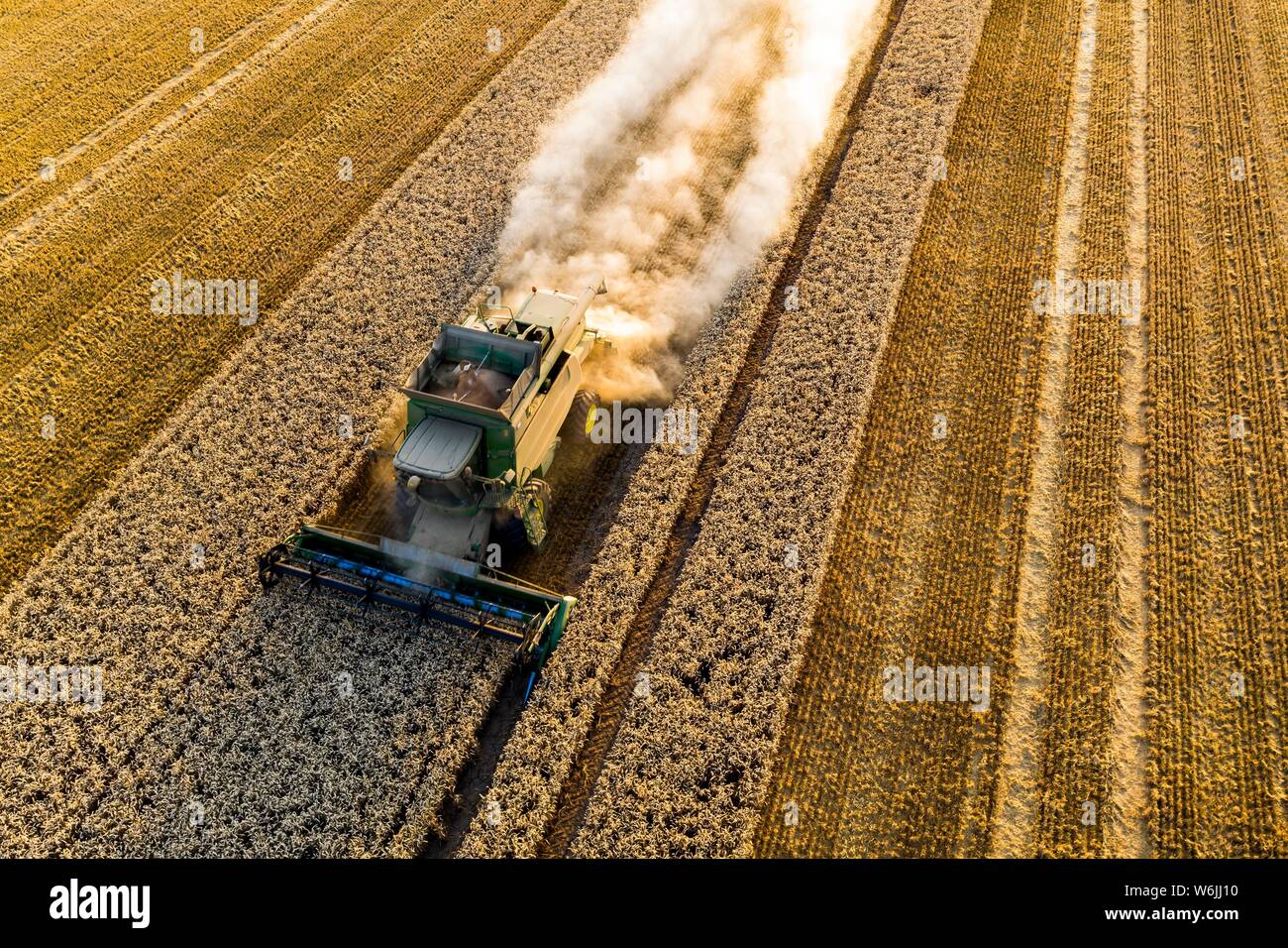 Vue aérienne, à la moissonneuse-batteuse, la conduite dans le soleil du soir sur un terrain sec avec beaucoup de poussière, Wetterau, Hesse, Allemagne Banque D'Images