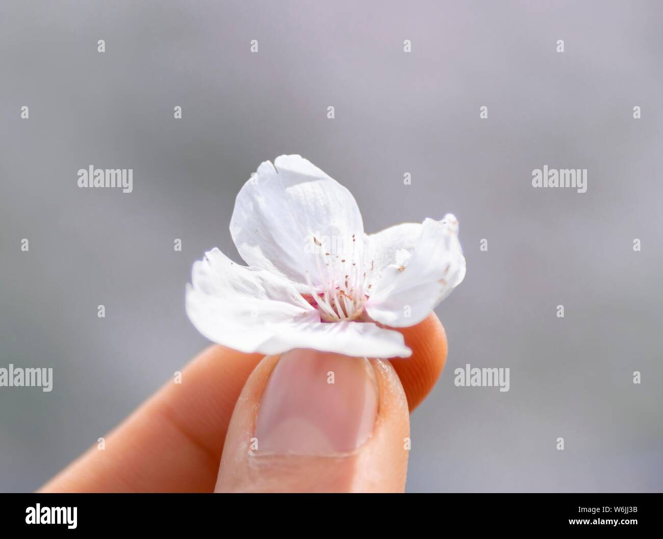 Doigts tenant une seule fleur de cerisier au printemps, Tokyo, Japon Banque D'Images