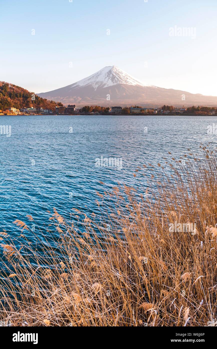 Port de roseaux, vue sur le lac Kawaguchi à volcan Mt. Fuji, préfecture de Yamanashi, Japon Banque D'Images
