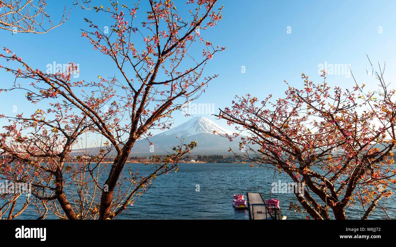 Des cerisiers, vue sur le lac Kawaguchi, volcan retour Mt. Fuji, préfecture de Yamanashi, Japon Banque D'Images