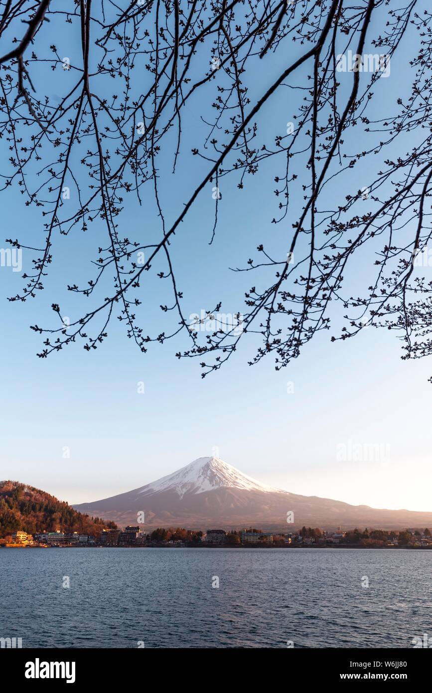Ambiance du soir, les bourgeons de cerisier, vue sur le lac Kawaguchi à volcan Mt. Fuji, préfecture de Yamanashi, Japon Banque D'Images