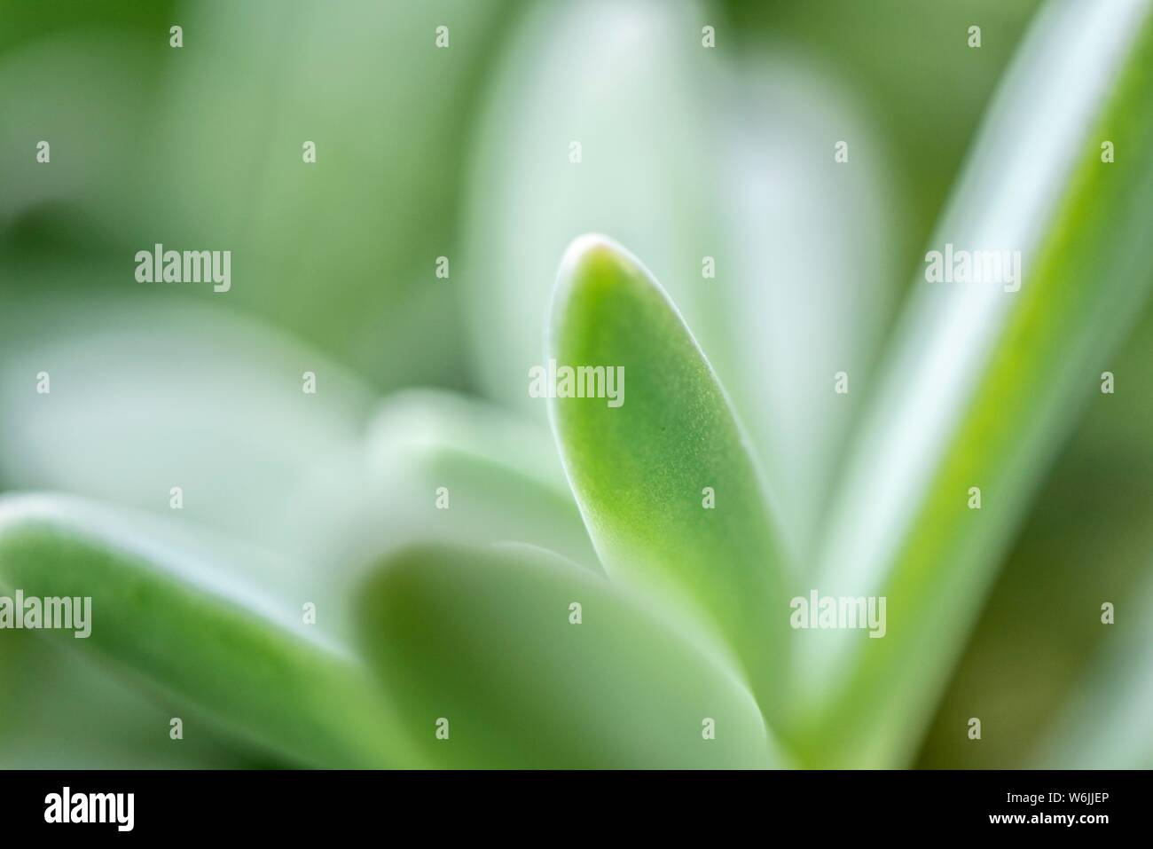Feuilles d'une plante succulente, macro shot, Bavière, Allemagne Banque D'Images