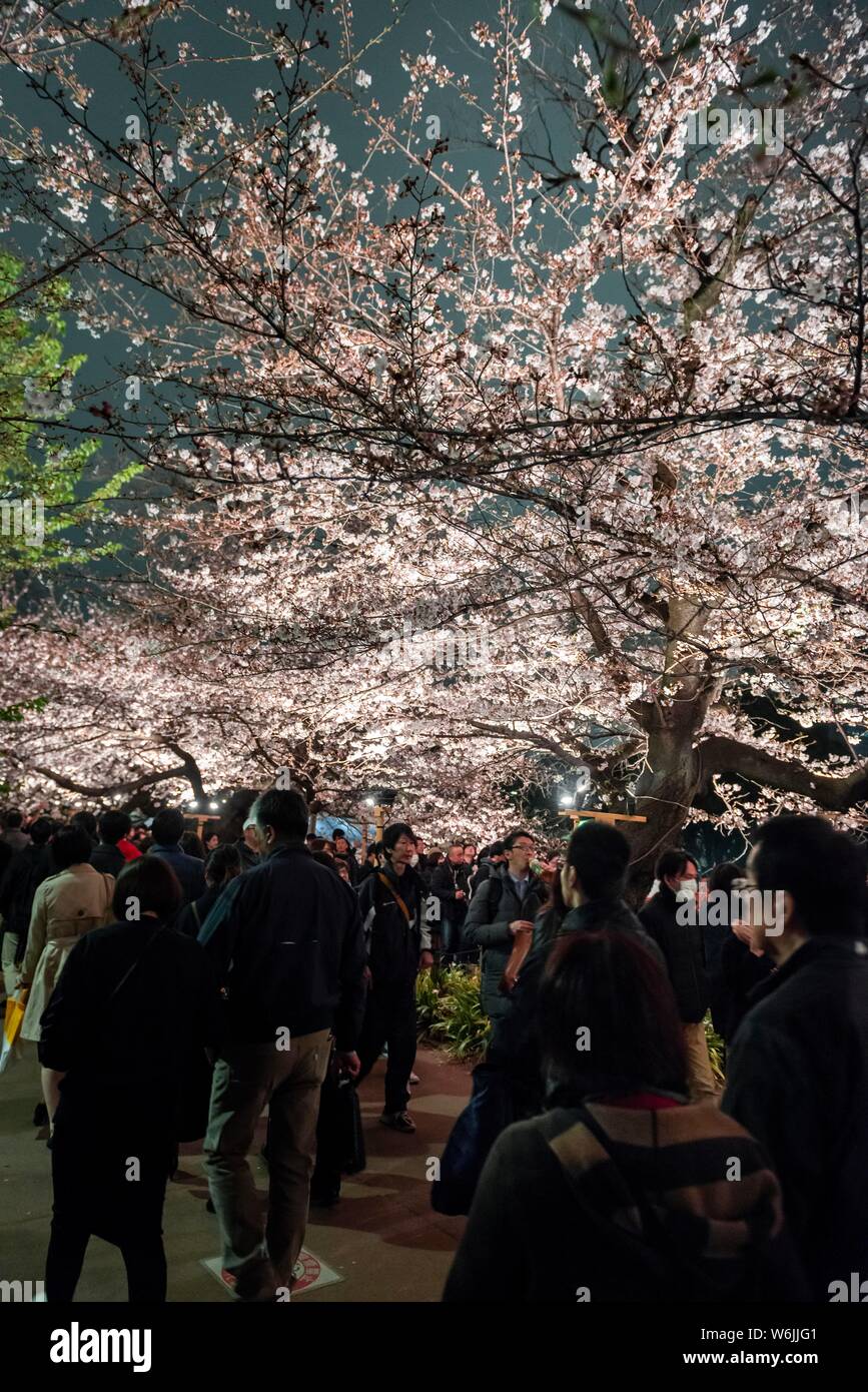 Les touristes et les Japonais sous les mousses blossoming cherry la nuit, Japanese cherry blossom Festival au printemps, Hanami, Chidorigafuchi Voie verte, Tokyo Banque D'Images