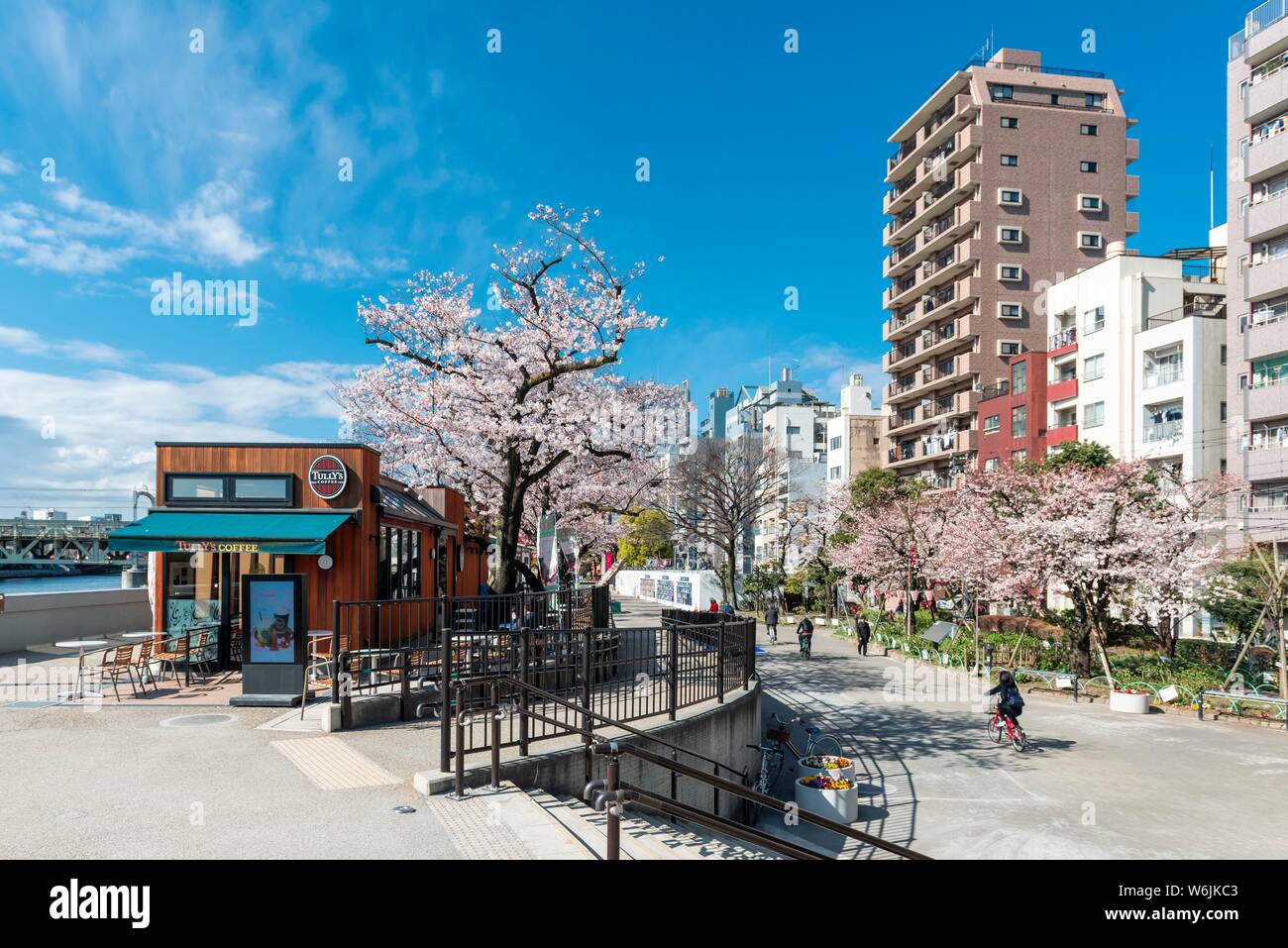 Parc Sumida avec la floraison des cerisiers, le bord de l'eau sur la rivière Sumida, Asakusa, Tokyo, Japon Banque D'Images