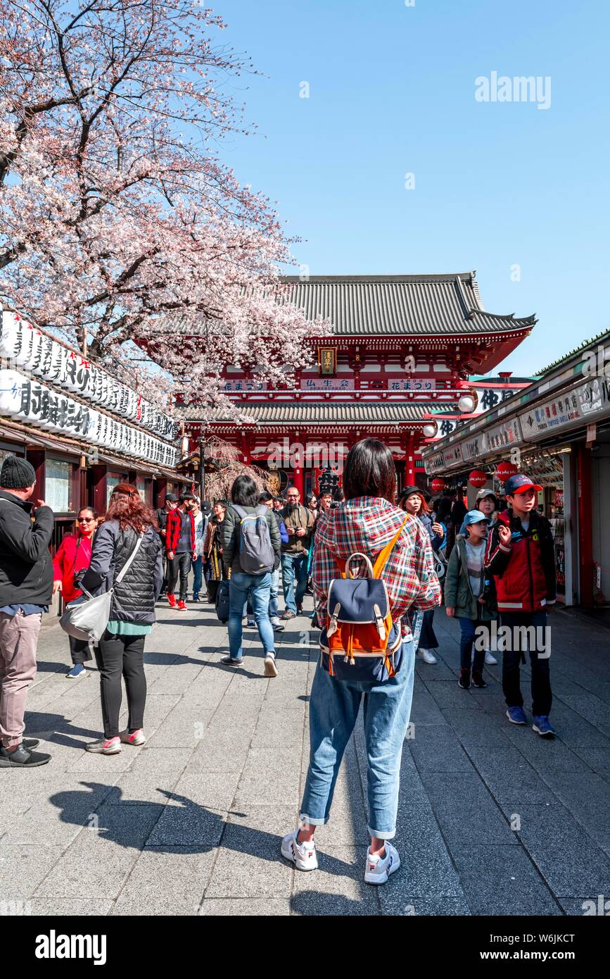 Les touristes sur le chemin de la porte Hozomon, Japanese cherry blossom, temple bouddhiste, le Temple Senso-ji, Asakusa, Tokyo, Japon Banque D'Images