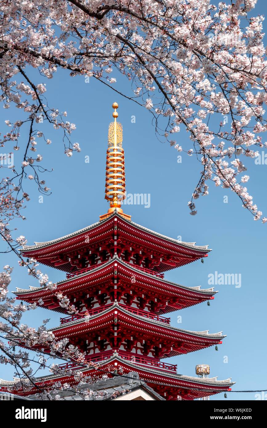 Pagode à cinq étages, Japanese cherry blossom, temple bouddhiste, le Temple Senso-ji, Asakusa, Tokyo, Japon Banque D'Images