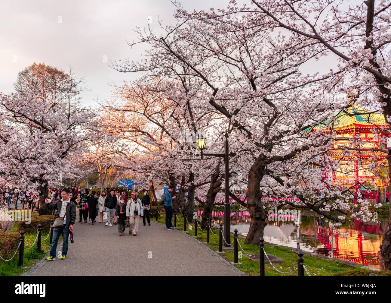 Foule sous les cerisiers en fleurs au bassin Shinobazu, Hanami Festival au Temple Bentendo Shinobazunoike, parc Ueno, Tokyo, Japon Banque D'Images
