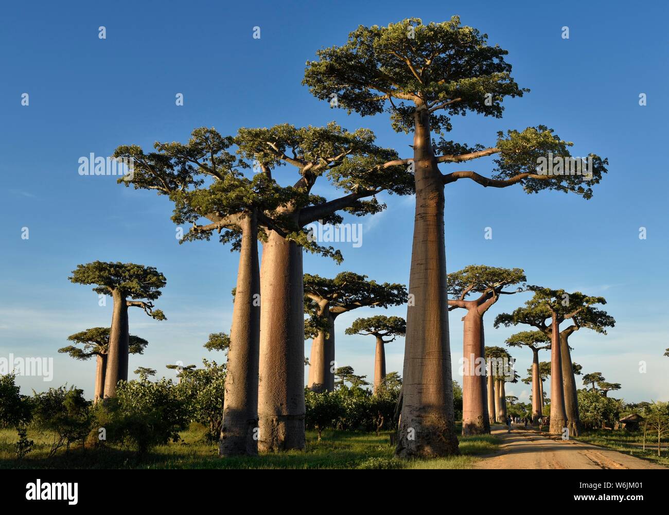 Baobaballee (Adansonia grandidieri) près de Morondava, à l'Ouest de Madagascar, Madagascar Banque D'Images