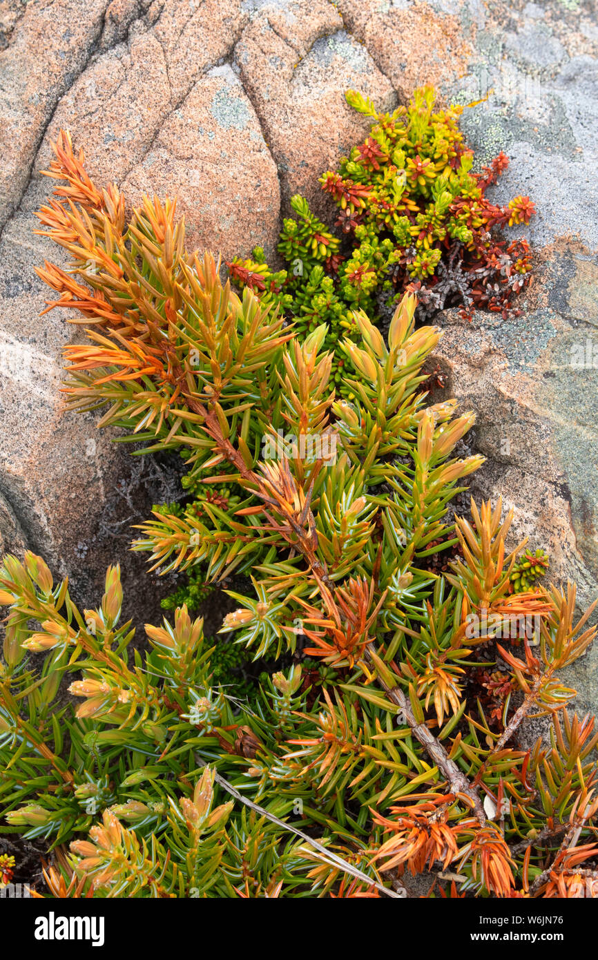 Genévrier le long de Cape Shore Trail, parc municipal de John Cabot, Bonavista, Terre-Neuve et Labrador, Canada Banque D'Images