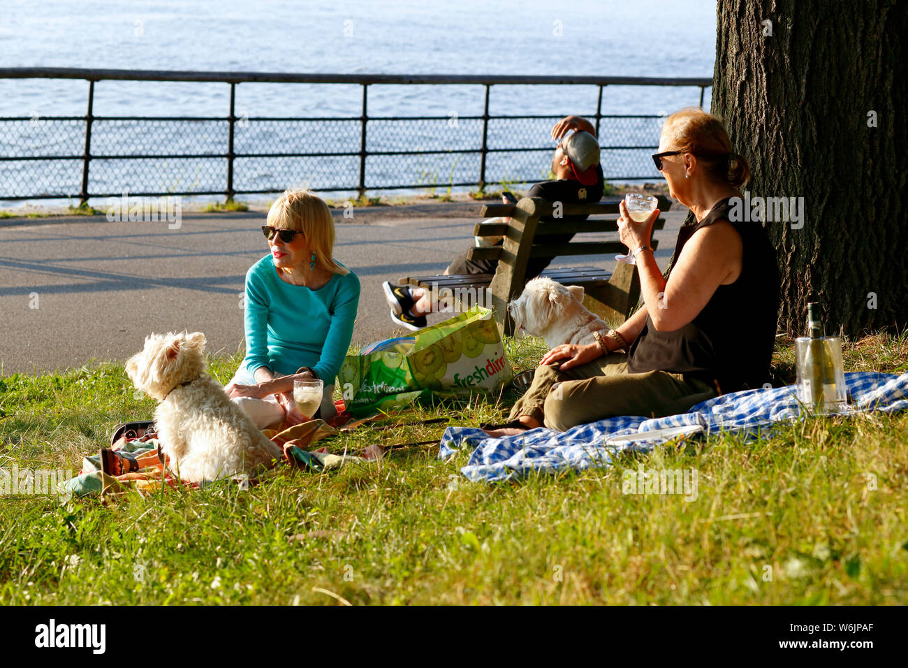 Deux femmes assises dans l'herbe dans le parc Riverside boire du vin bénéficiant d'un après-midi d'été avec leurs chiens Banque D'Images