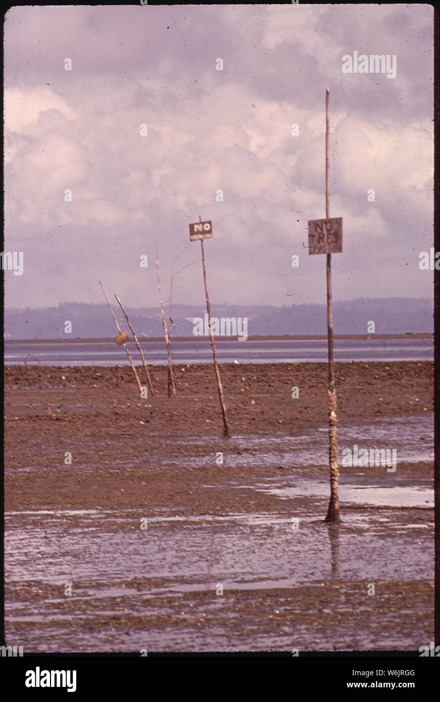 Les parcs à huîtres de la baie de Willapa à marée basse Banque D'Images