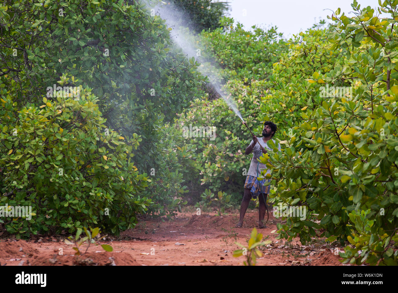 TAMIL Nadu, Inde : Février 2019 : la pulvérisation de pesticide endosulfan avec cajou est très dangereux pour la santé. Banque D'Images