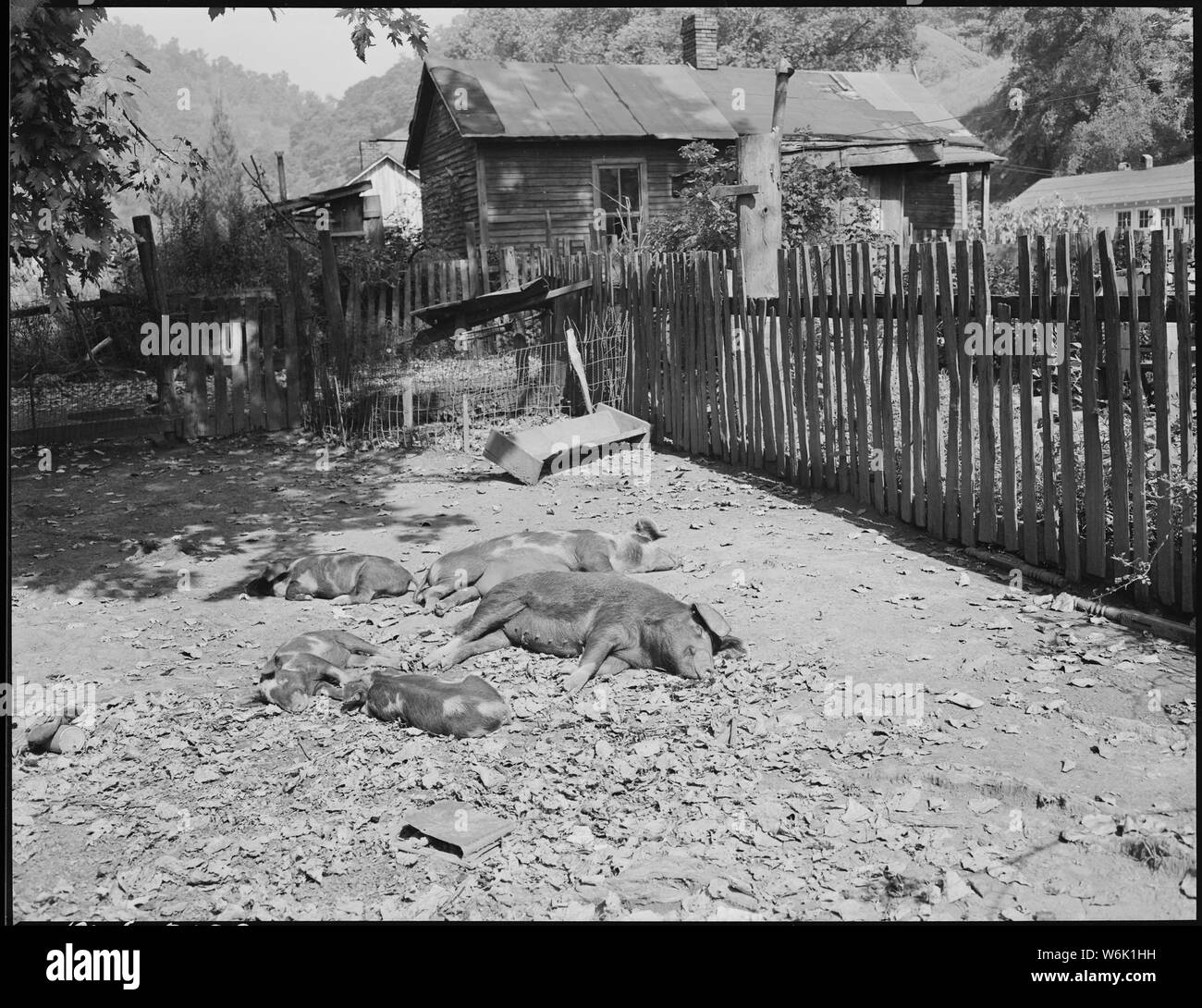 Les porcs appartenant à miner. Cary, Bell County (Kentucky). Banque D'Images