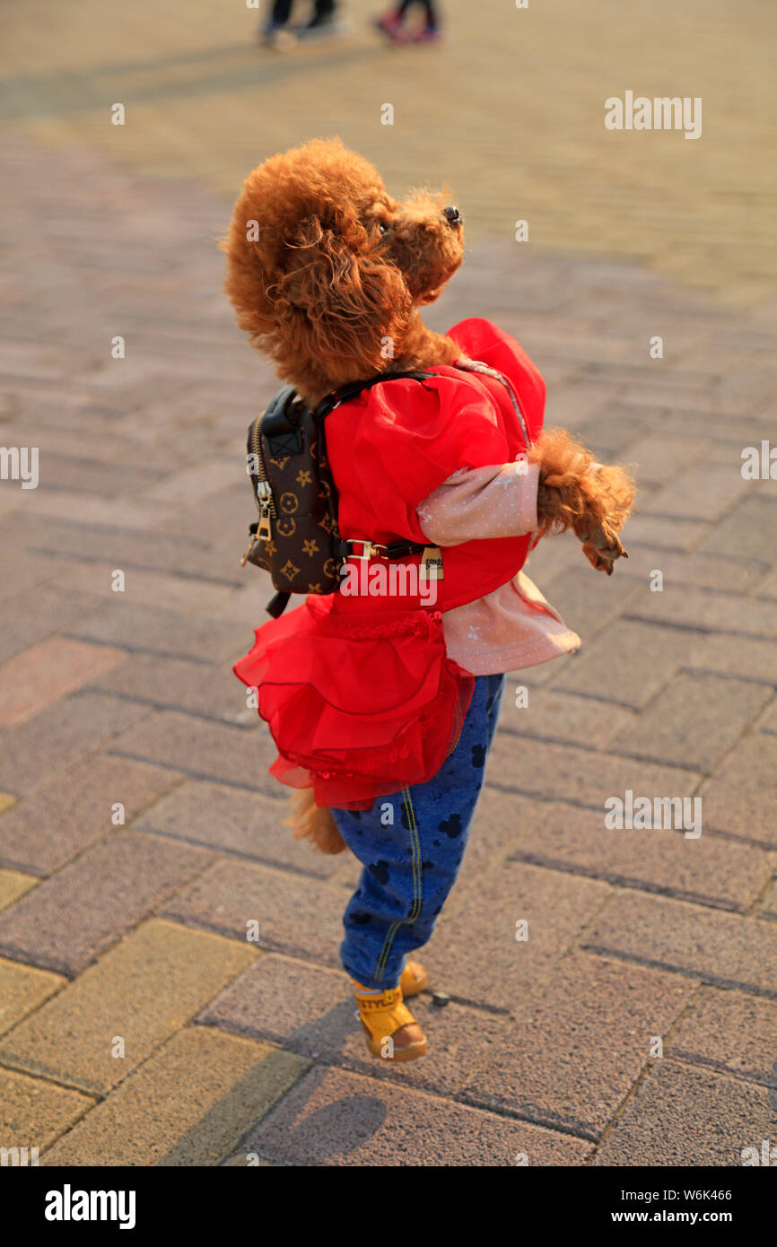 Chien Qui Ressemble A Une Peluche Un ours en peluche chien habillé dans les vêtements à la mode se tenir sur  deux jambes, qui ressemble à une jeune fille, dans un parc dans la ville de  Tangshan, province