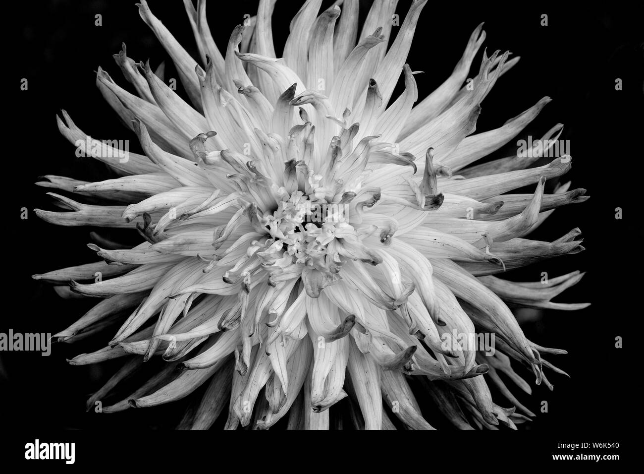 Une photo en noir et blanc d'un chrysanthème sur fond noir Banque D'Images