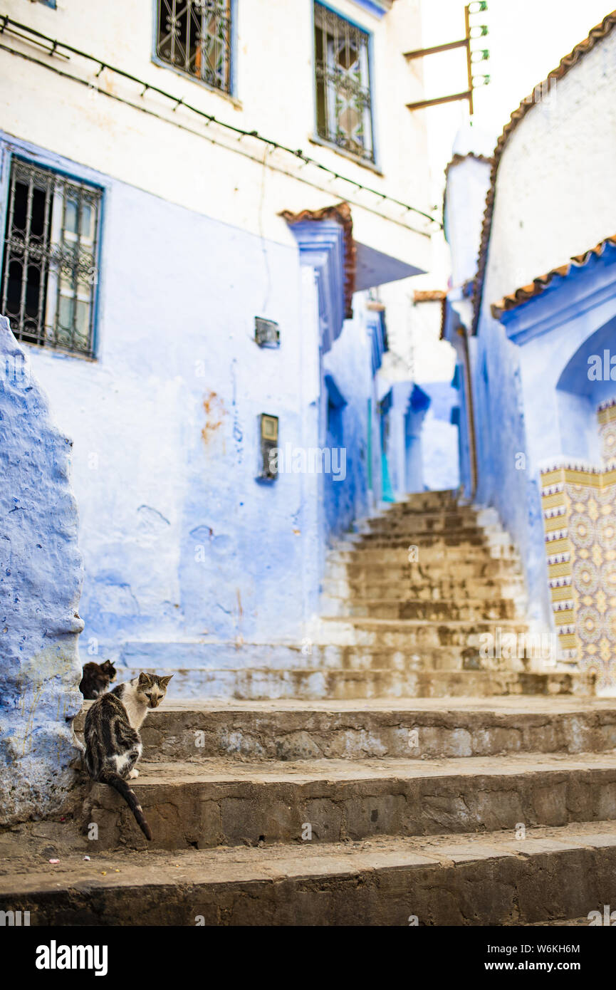 (Selective focus) vue imprenable sur deux cute cats assis sur une ruelle étroite avec la substitution, bleu bâtiments blanchis à la chaux. Banque D'Images