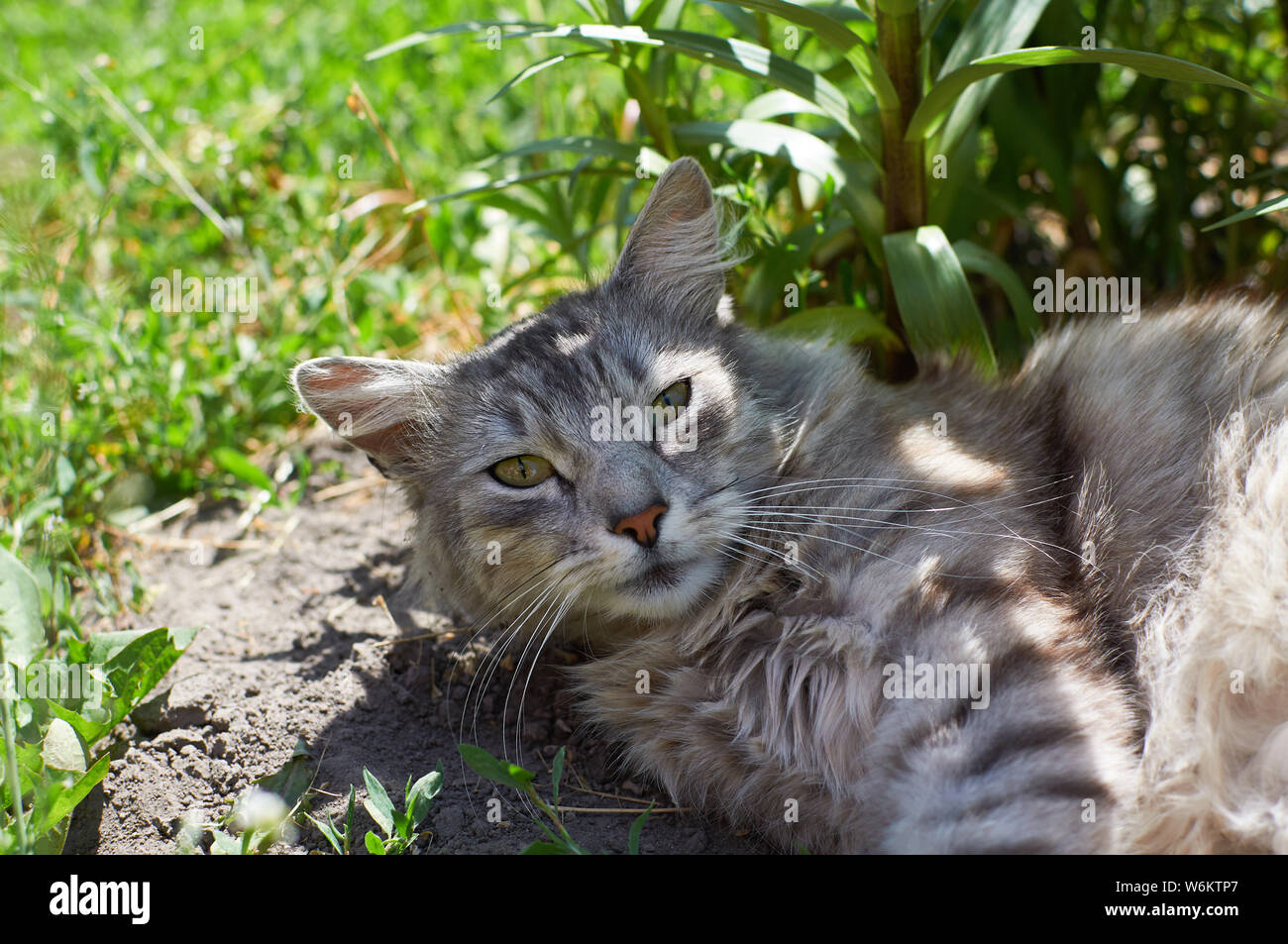 Chat gris à rayures paisible s'étend dans l'herbe verte fraîche à l'ombre tout droit Banque D'Images