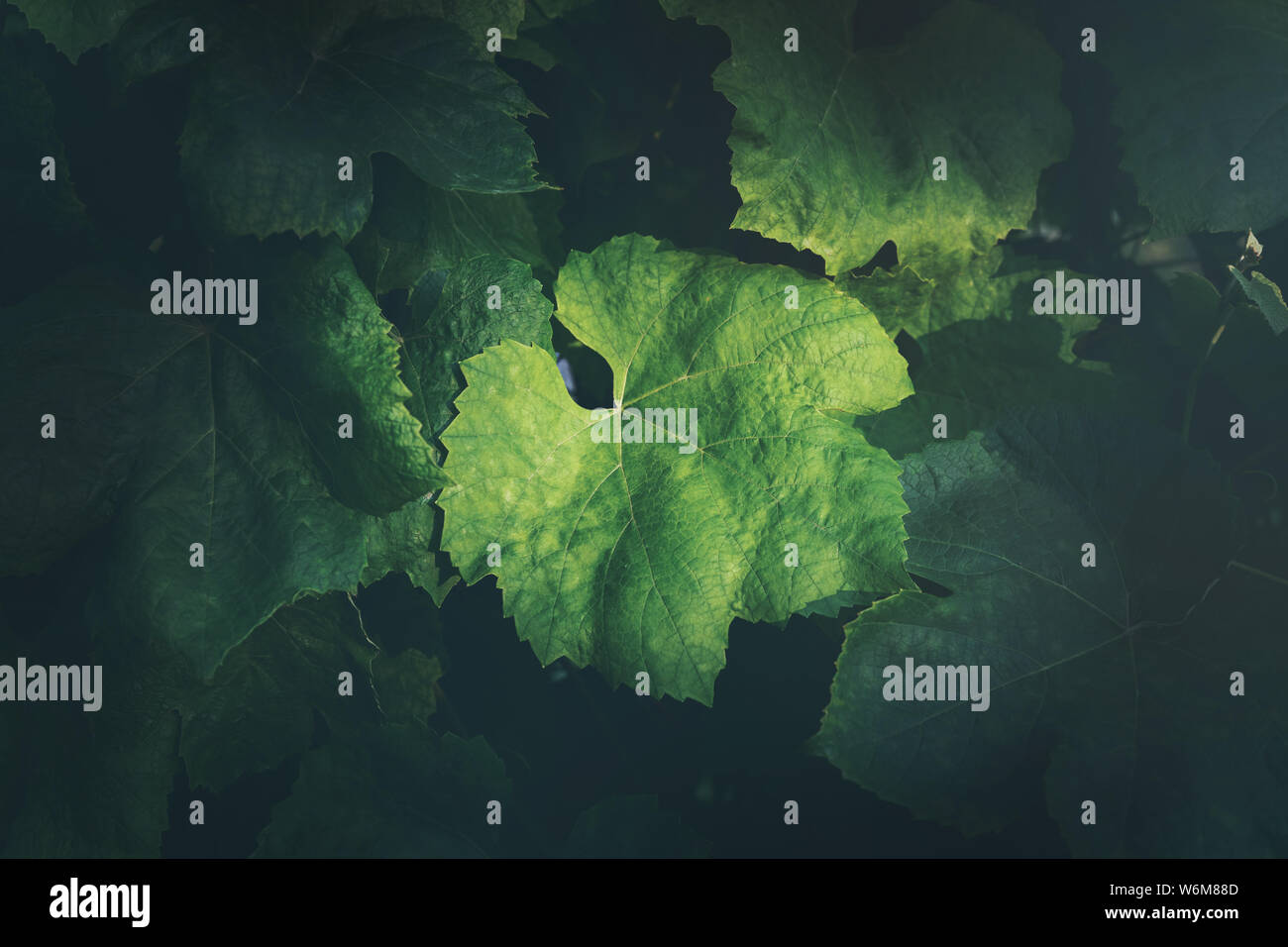 Arrière-plan de feuilles de raisin Banque D'Images