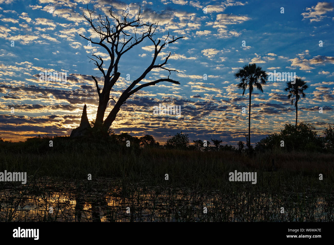 Lever du soleil dans le Delta de l'Okavango, arbres de rétroéclairage et une termitière, le Botswana, l'Afrique. Banque D'Images