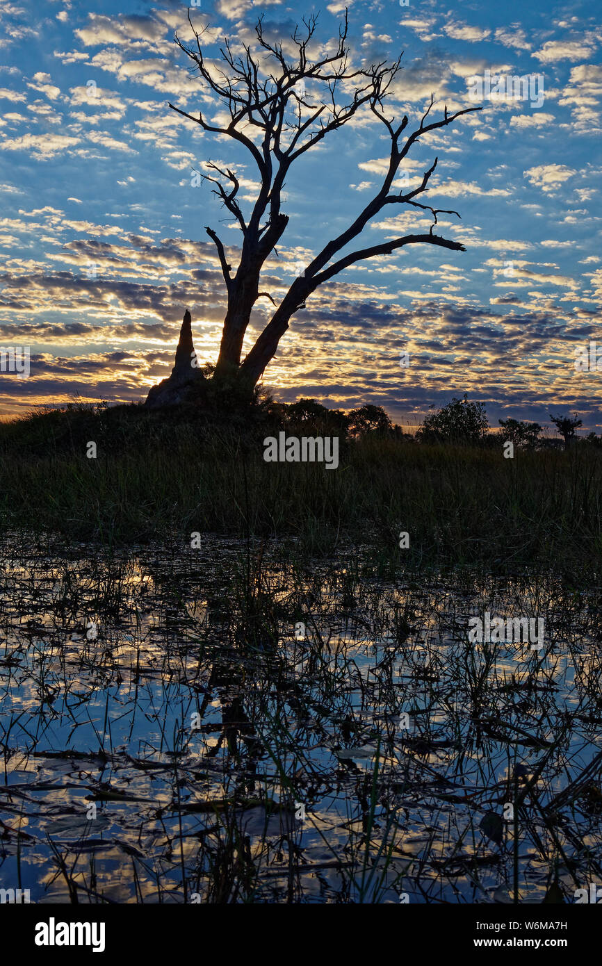 Lever du soleil dans le Delta de l'Okavango, arbres de rétroéclairage et une termitière, le Botswana, l'Afrique. Banque D'Images