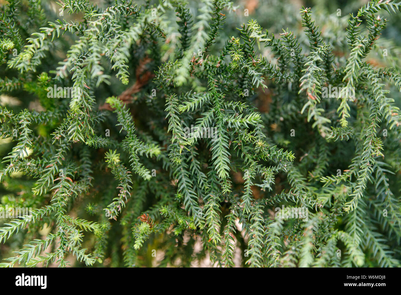 Araucaria heterophylla, il est parfois appelé le pin, l'étoile, le pin de Norfolk ou arbre triangulaire l'arbre de Noël vivant. Pin Araucaria pour i Banque D'Images