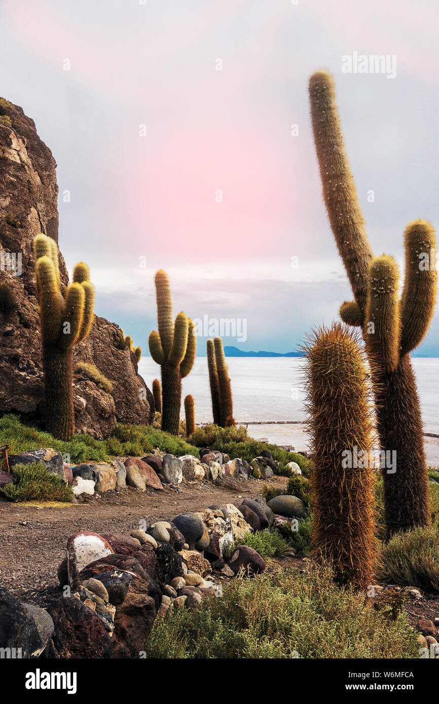 Cactus géants sur l'Isla del Pescado (l'Île du poisson). Il s'agit d'éperon rocheux de terre au milieu de Salar de Uyuni en Bolivie Banque D'Images