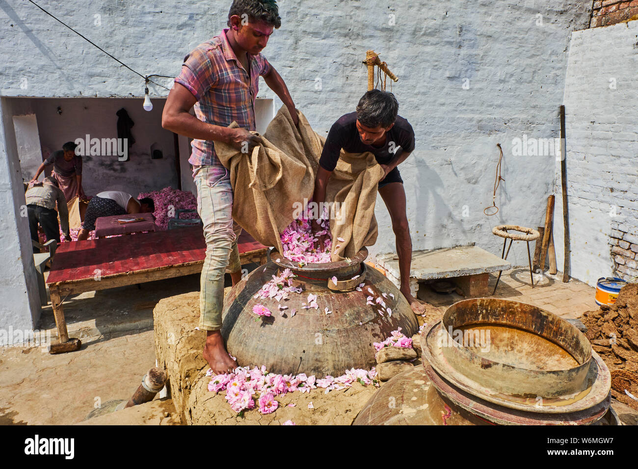 L'Inde, l'Uttar Pradesh, la ville des parfums où roses sont distillées pour l'industrie du parfum Banque D'Images