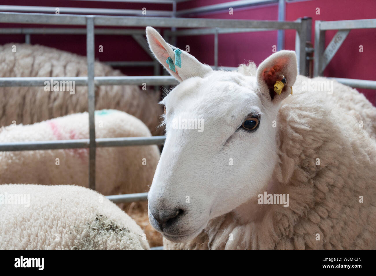 Loegel jet Moutons à régler les moutons du Nord 2019 Banque D'Images