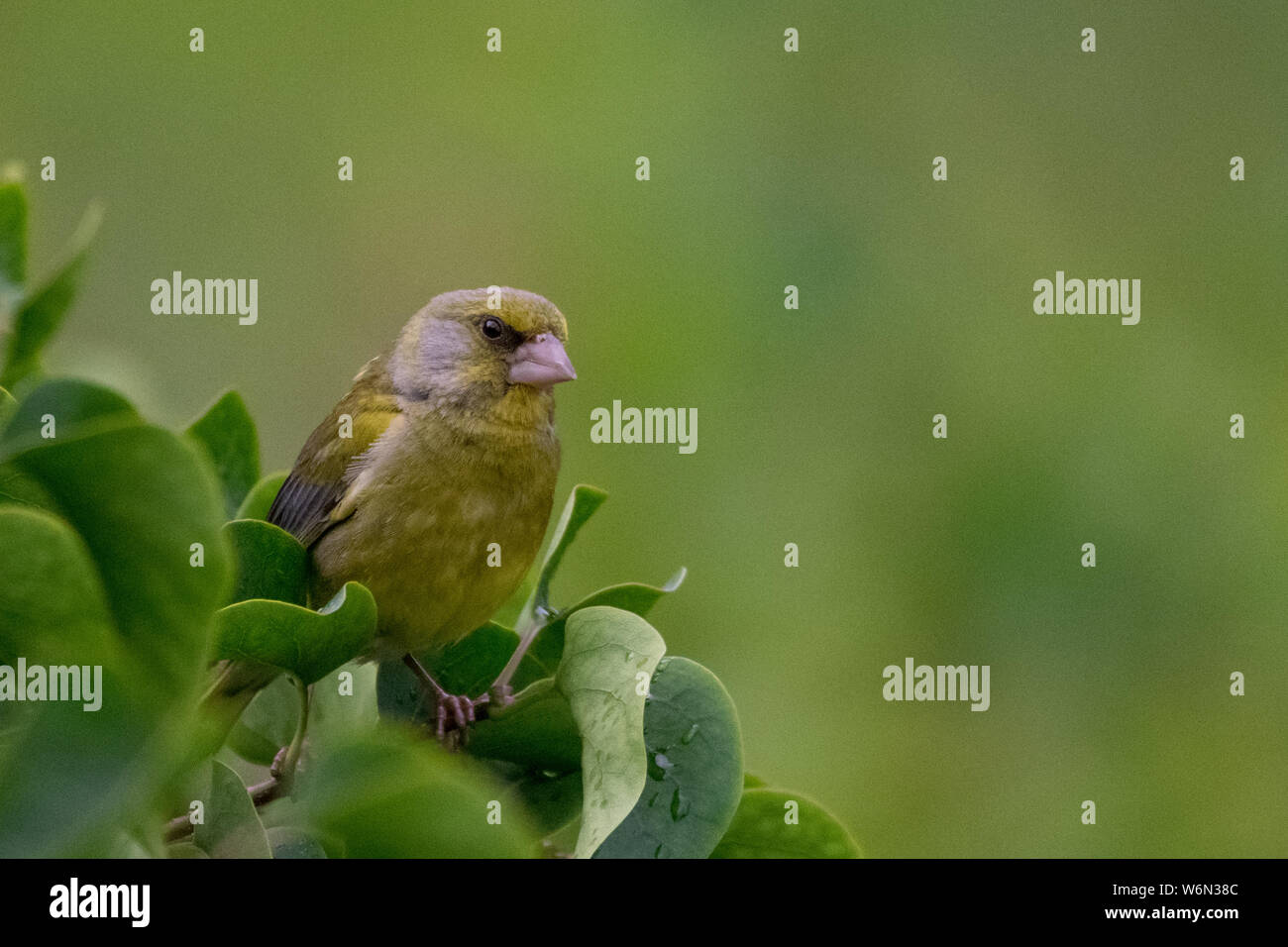 Verdier / Grünfink (Chloris chloris, syn. : Carduelis chloris) Grünling Banque D'Images