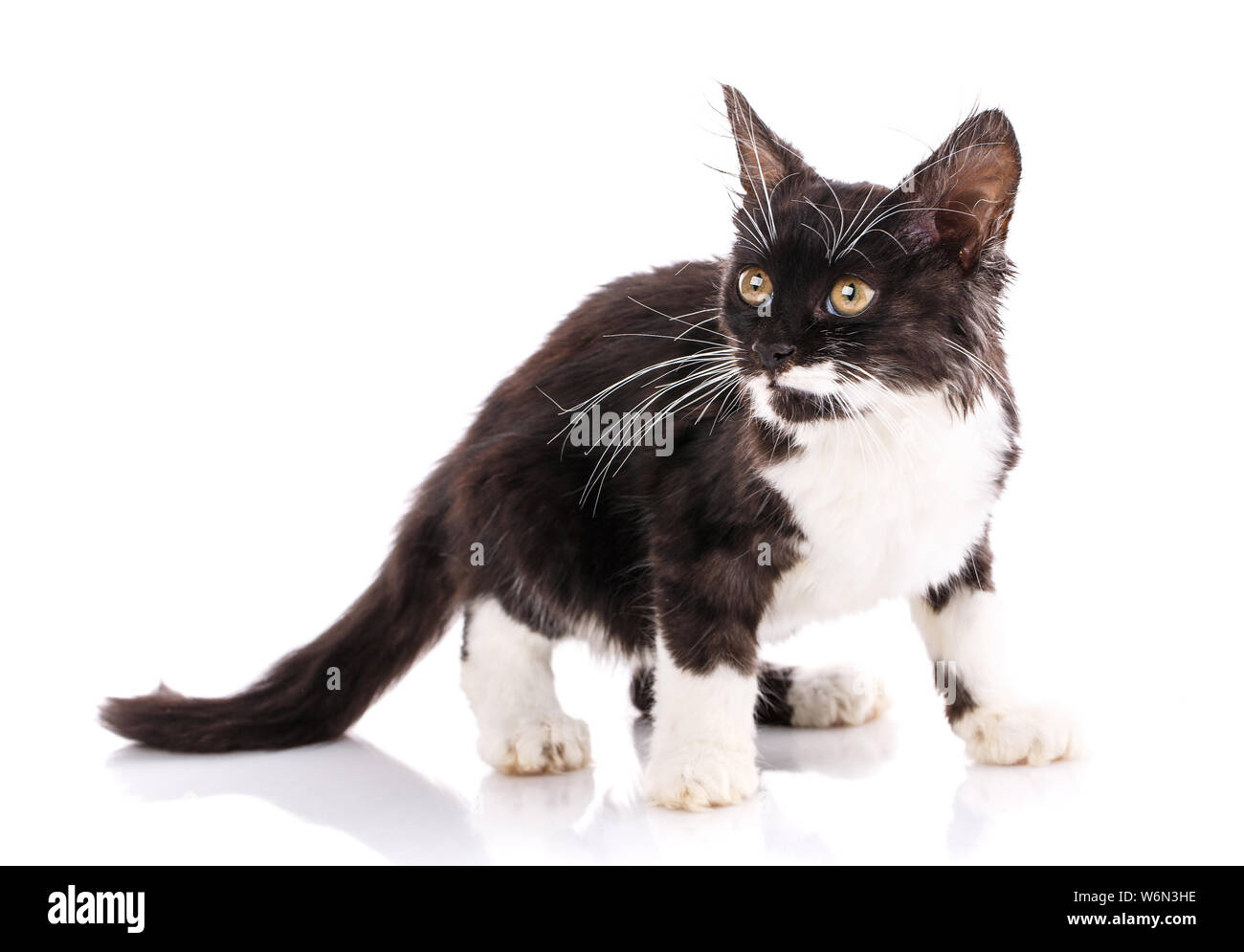 Chat doux avec dos noir, ventre blanc et longue moustache Banque D'Images