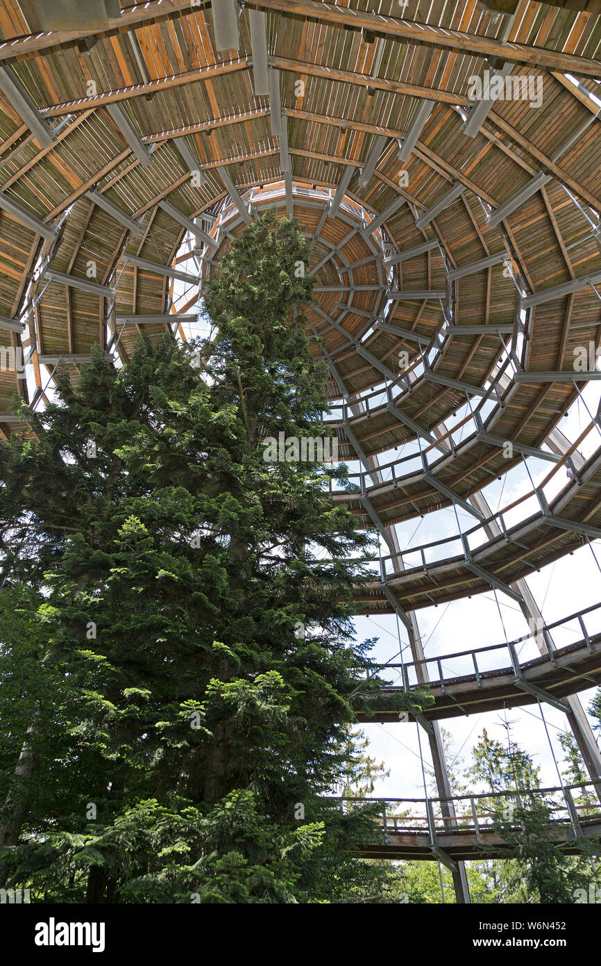 Look-out, Tree Top walk-, Grafenau, Parc National, Bayerischer Wald, Bavière, Allemagne Banque D'Images