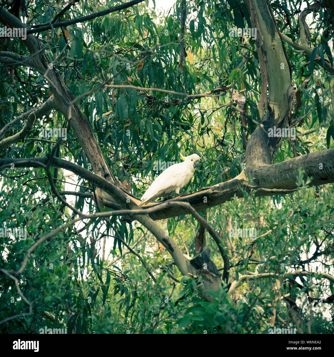 Cacatoès blanc, soufre cacatoès soufré (Cacatua galerita), perché sur un arbre à l'état sauvage dans la région de Victoria, Australie Banque D'Images